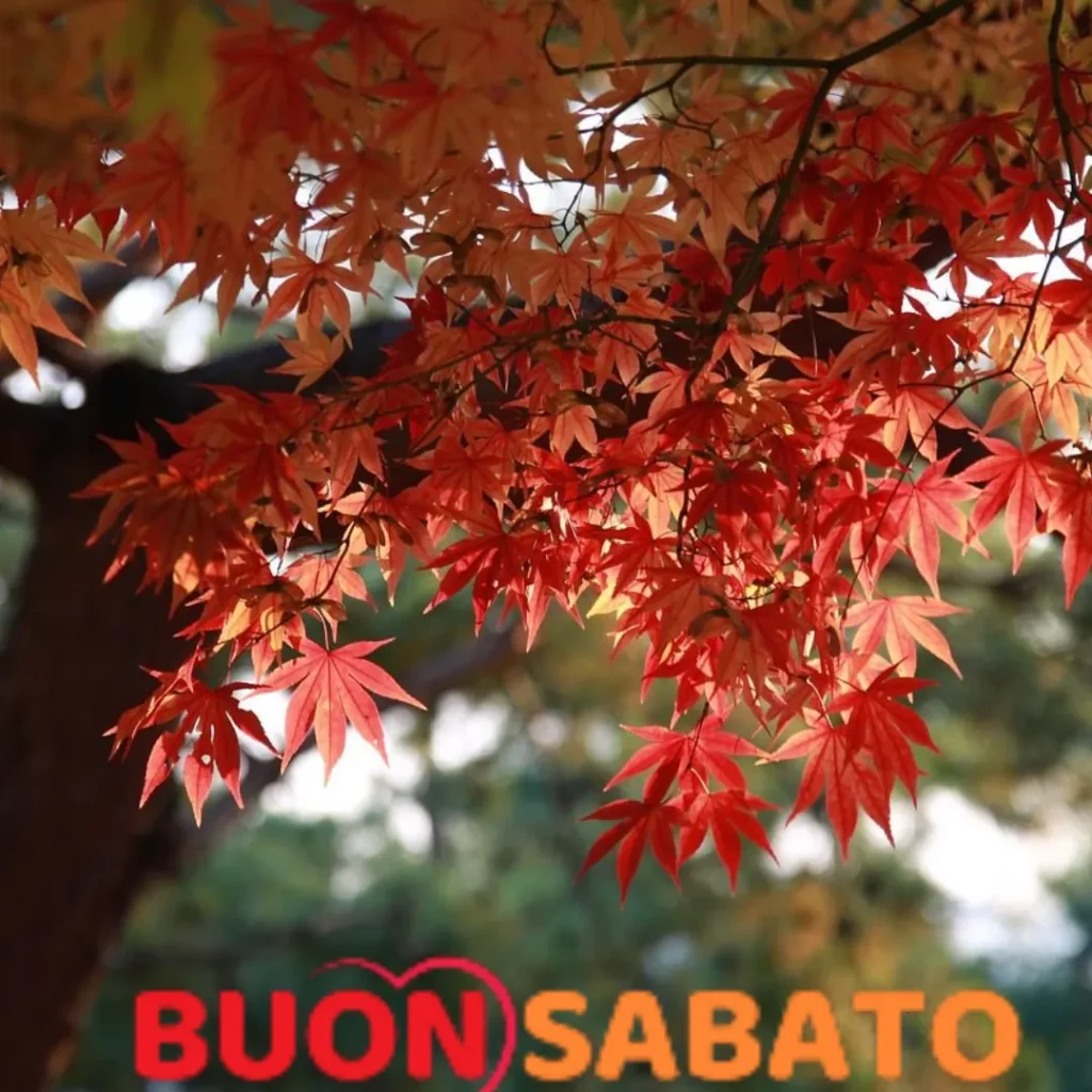 buon sabato immagini autunnali
