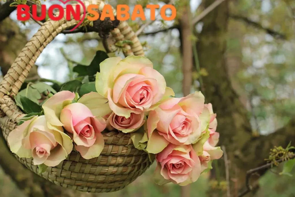 Curiosità sulle Rose