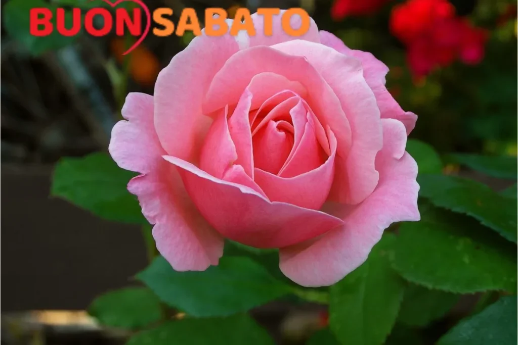 Bellissimi Auguri e Immagini per la Giornata della Rosa 2025