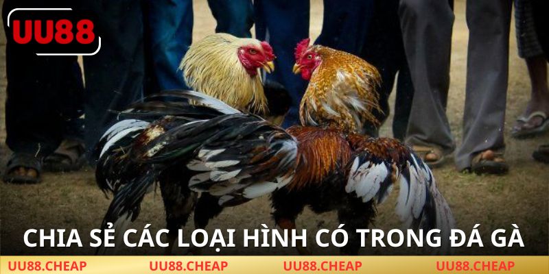 Các loại hình Đá gà UU88 phổ biến